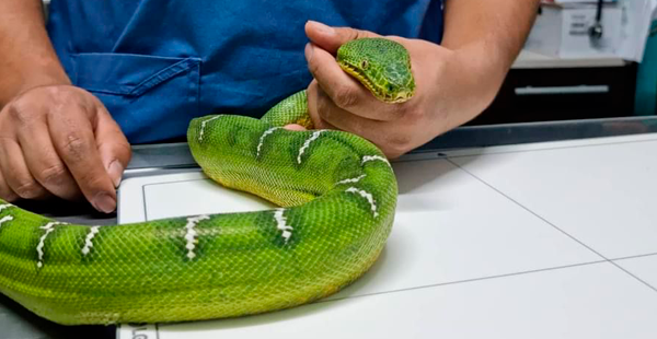 Veterinaria